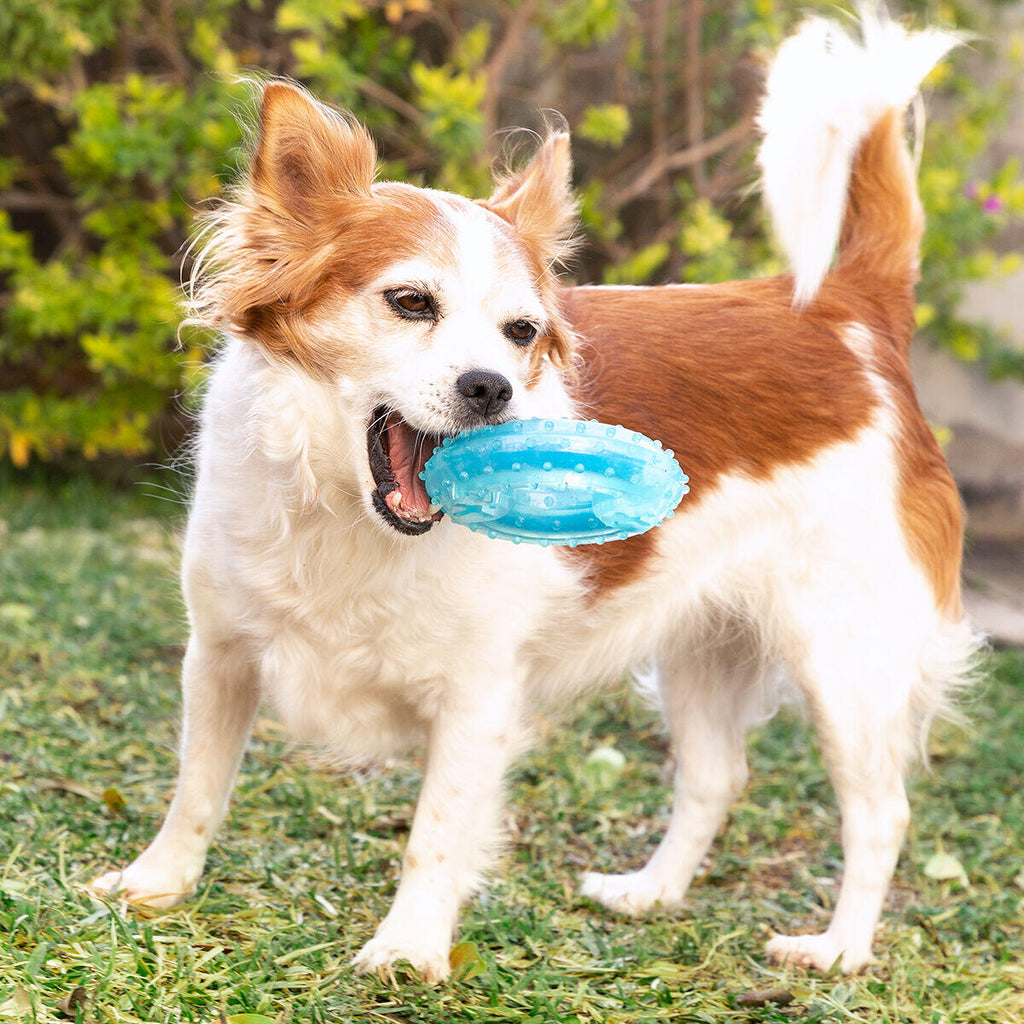 Juguete Mordedor Congelable para Perros 2 en 1 Glubiz - Mordedor Dental y Refrescante