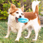 Juguete Mordedor Congelable para Perros 2 en 1 Glubiz - Mordedor Dental y Refrescante