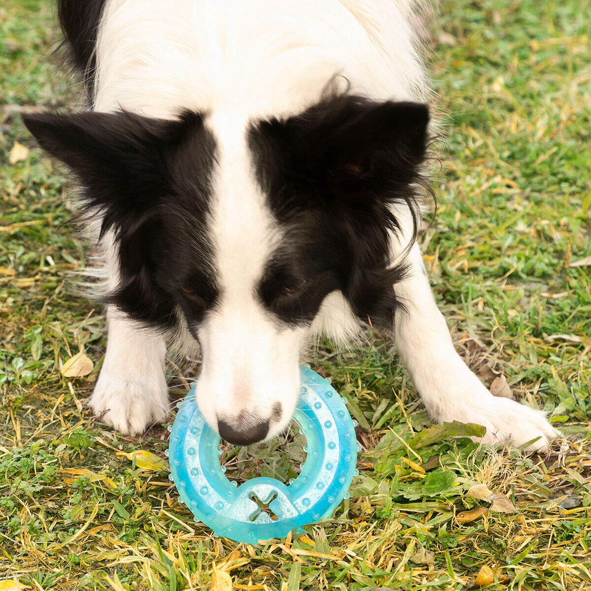 Juguete Mordedor Congelable para Perros 2 en 1 Glubiz - Mordedor Dental y Refrescante