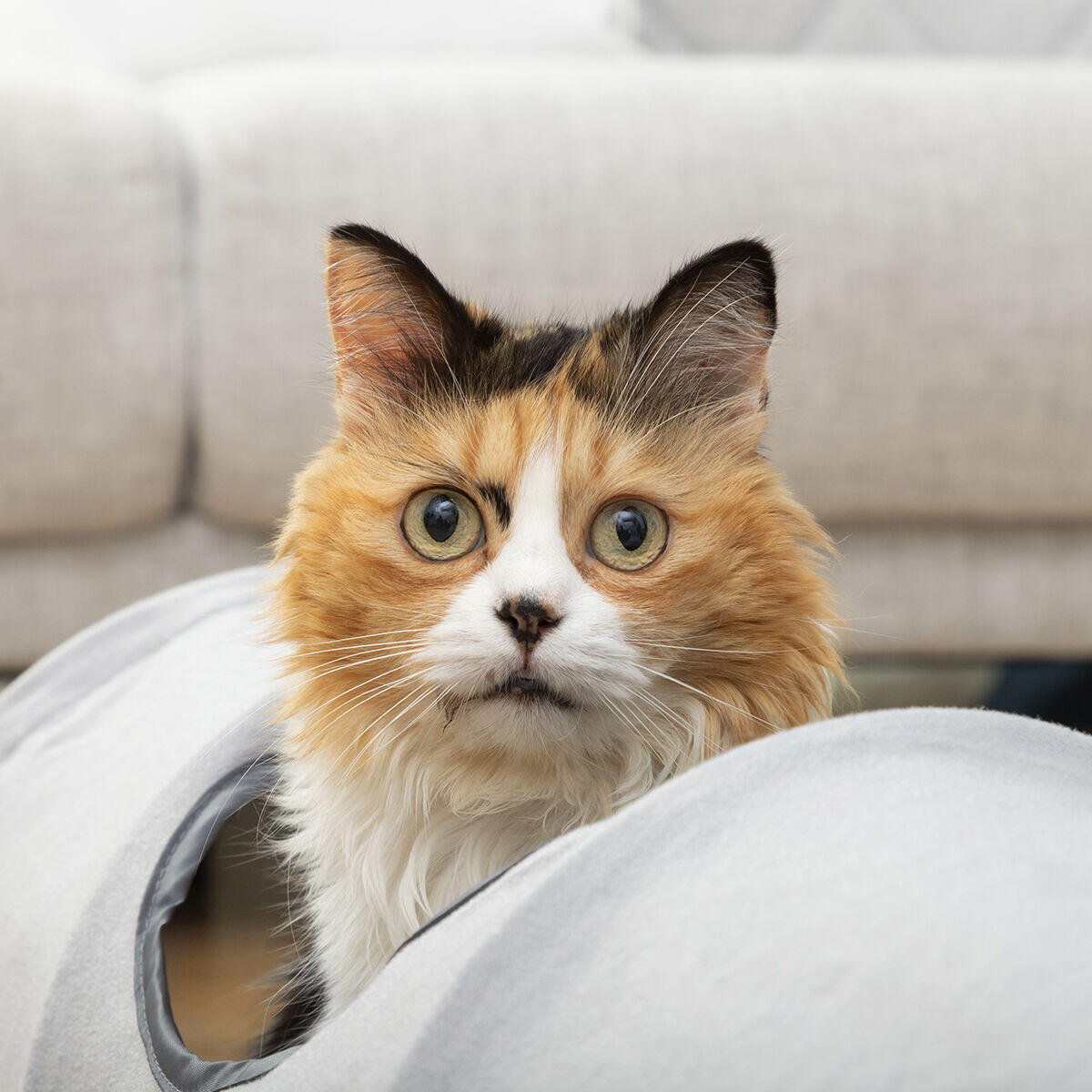 Túnel Plegable para Gatos Funnyl - Juguete Interactivo 2 Posiciones