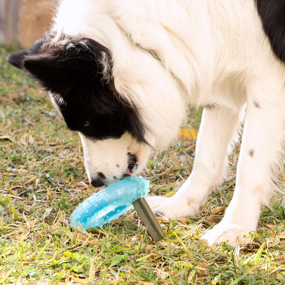 Juguete Mordedor Congelable para Perros 2 en 1 Glubiz - Mordedor Dental y Refrescante