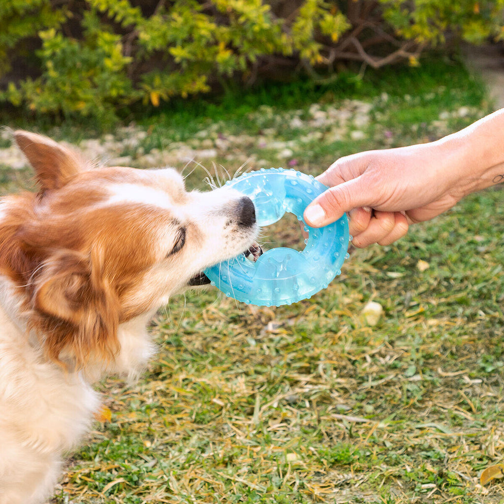 Juguete Mordedor Congelable para Perros 2 en 1 Glubiz - Mordedor Dental y Refrescante
