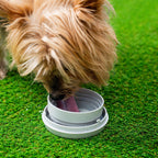 Correa Retráctil para Perros 6 en 1 Leashic - Luz LED, Reloj y Bebedero